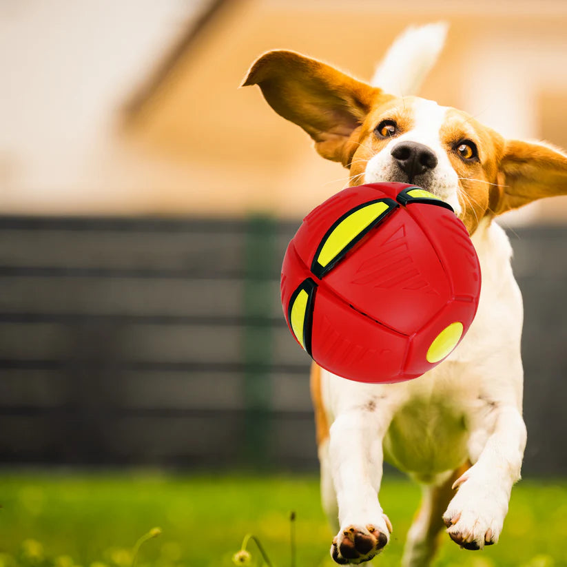 Fly Ball - Pelota Frisbee Interactiva (2x1)